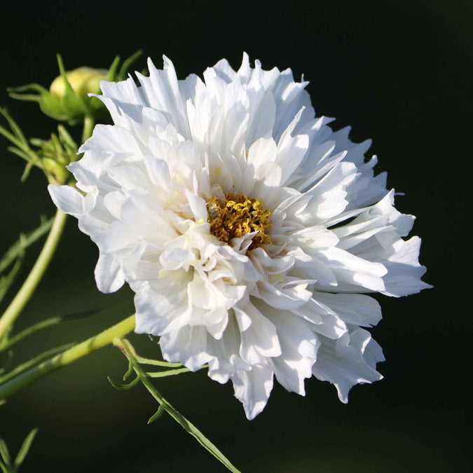 cosmos white knight