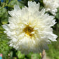 Close up of Cosmos Double Click White Knight showing double blooms and yellow center