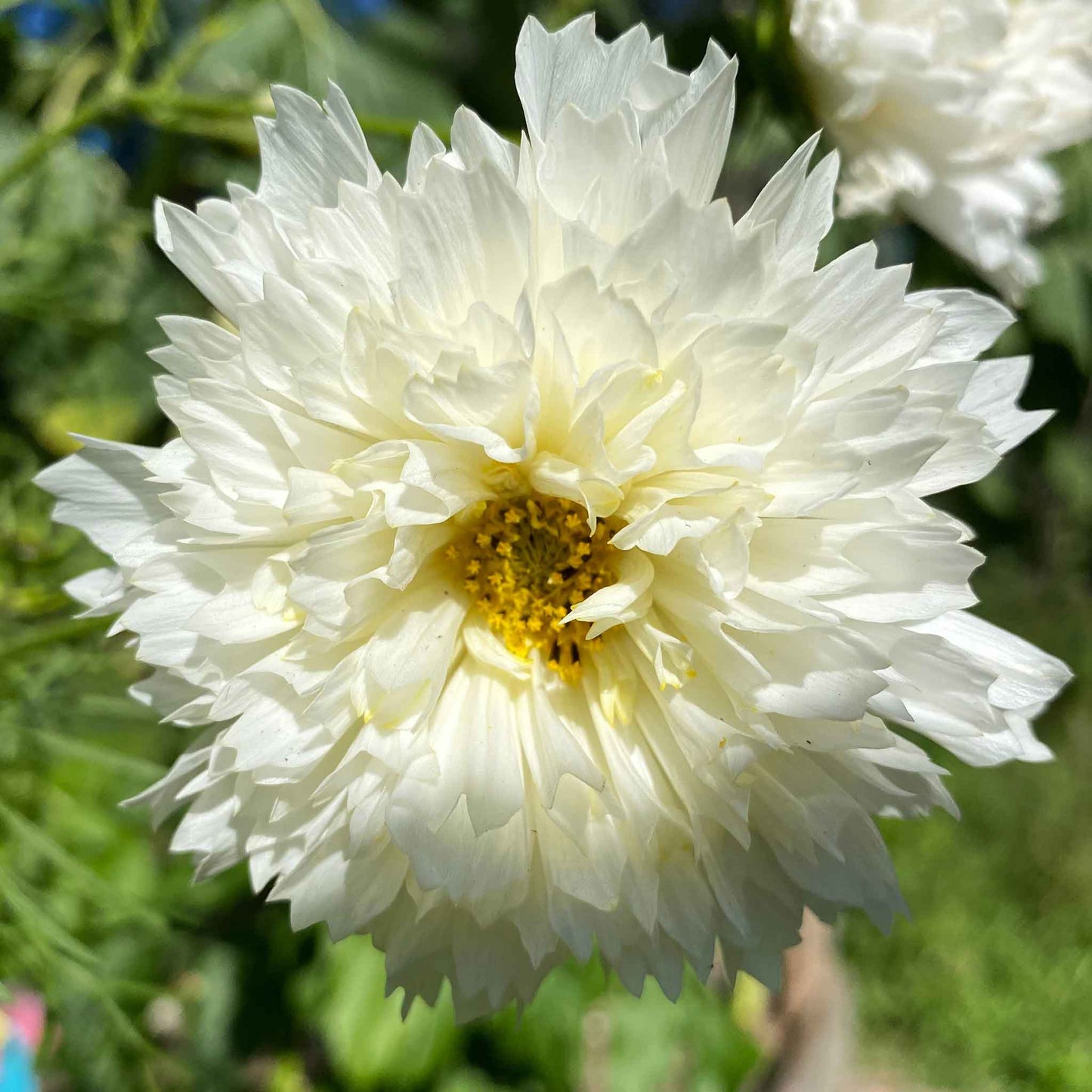 Close up of Cosmos Double Click White Knight showing double blooms and yellow center