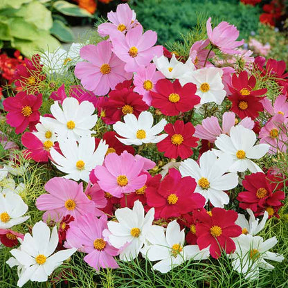 Pink, white, and red cosmos wild sensation mix flowers in a bright garden setting. | copyright: Floramedia UK Ltd