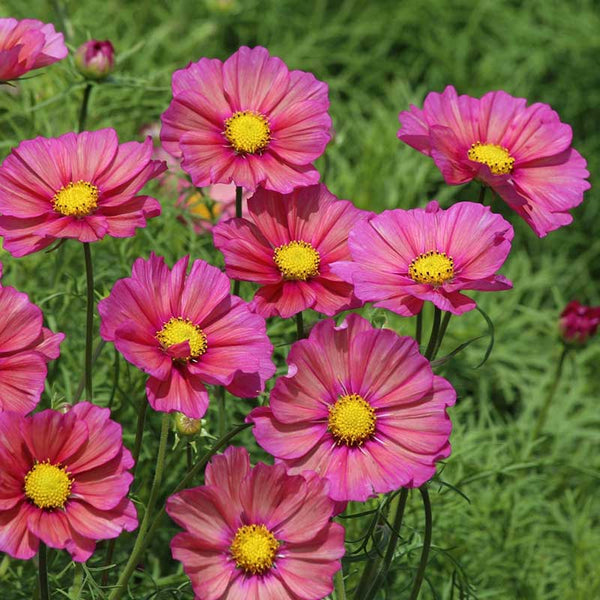 BLOOM - ひな Cosmos 'Xsenia' seeds - Cosmos bipinnatus
