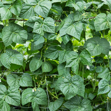 Cover Crop Black Eyed Cowpea growing along a wire fence.