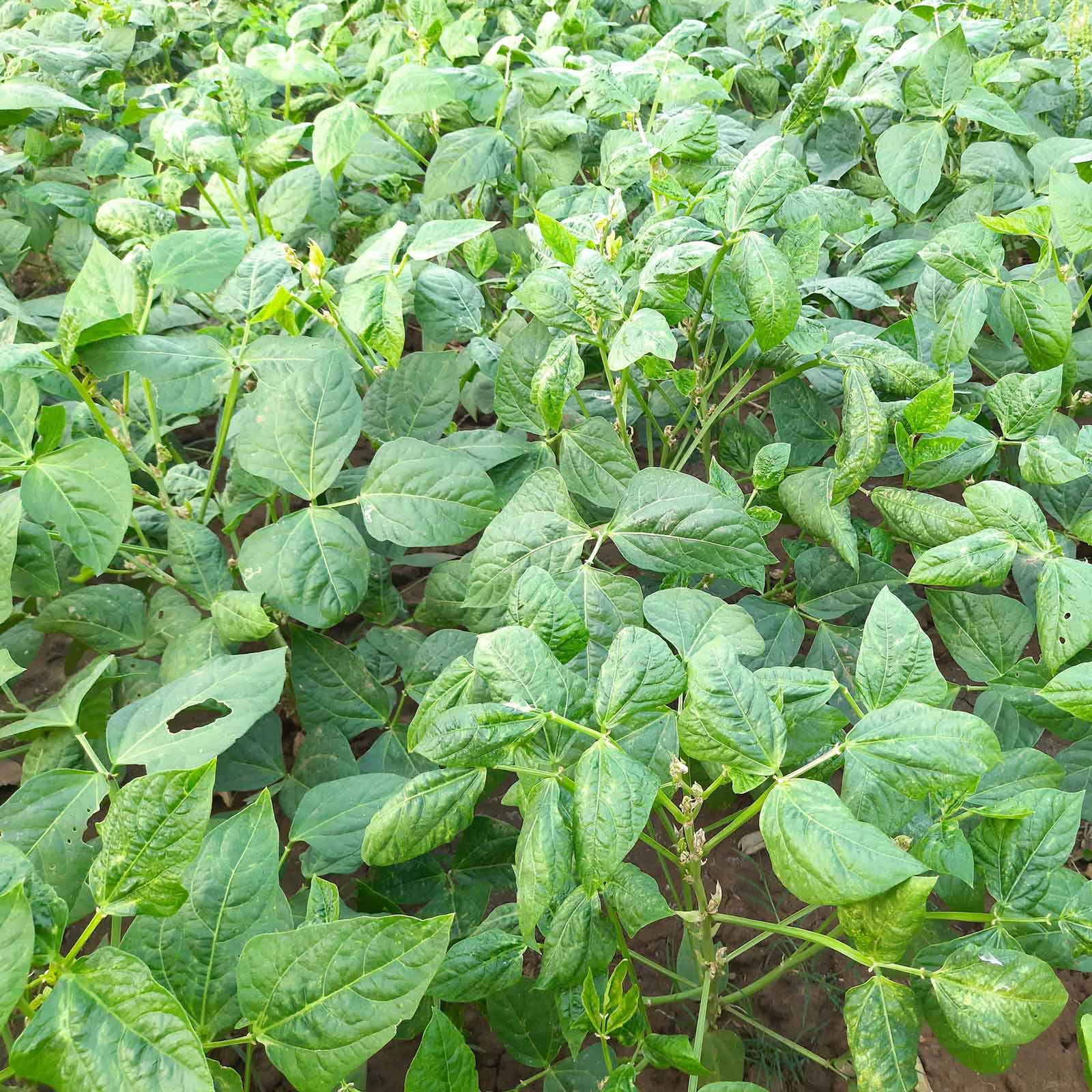 Close-up of Cover Crop Black Eyed Cowpea plants in a field