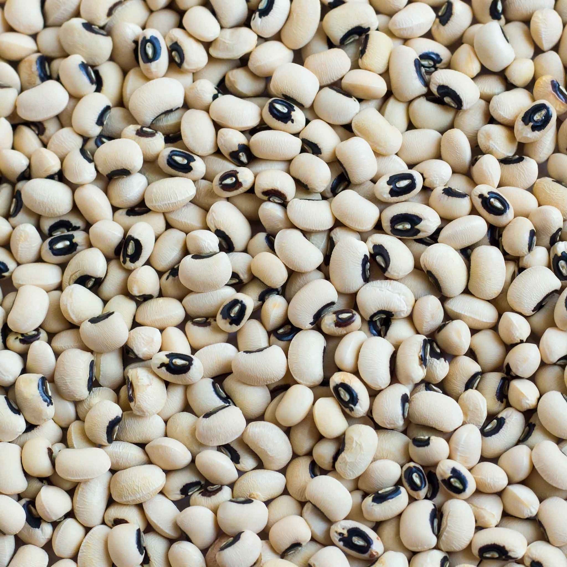 Close-up of cover crop black-eyed cowpeas with a focus on their texture and color.