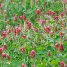 A field of red cover crop crimson clover.