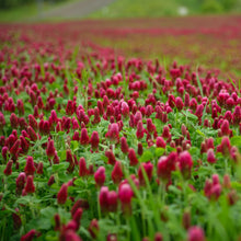 A field of red cover crop crimson clover.