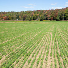 Farmland with rows of cover crop mixed and a forest in the background