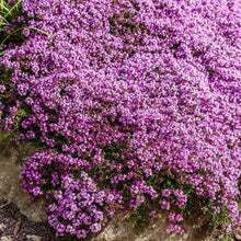 Purple creeping thyme flowers with green foliage spreading over a rocky surface.