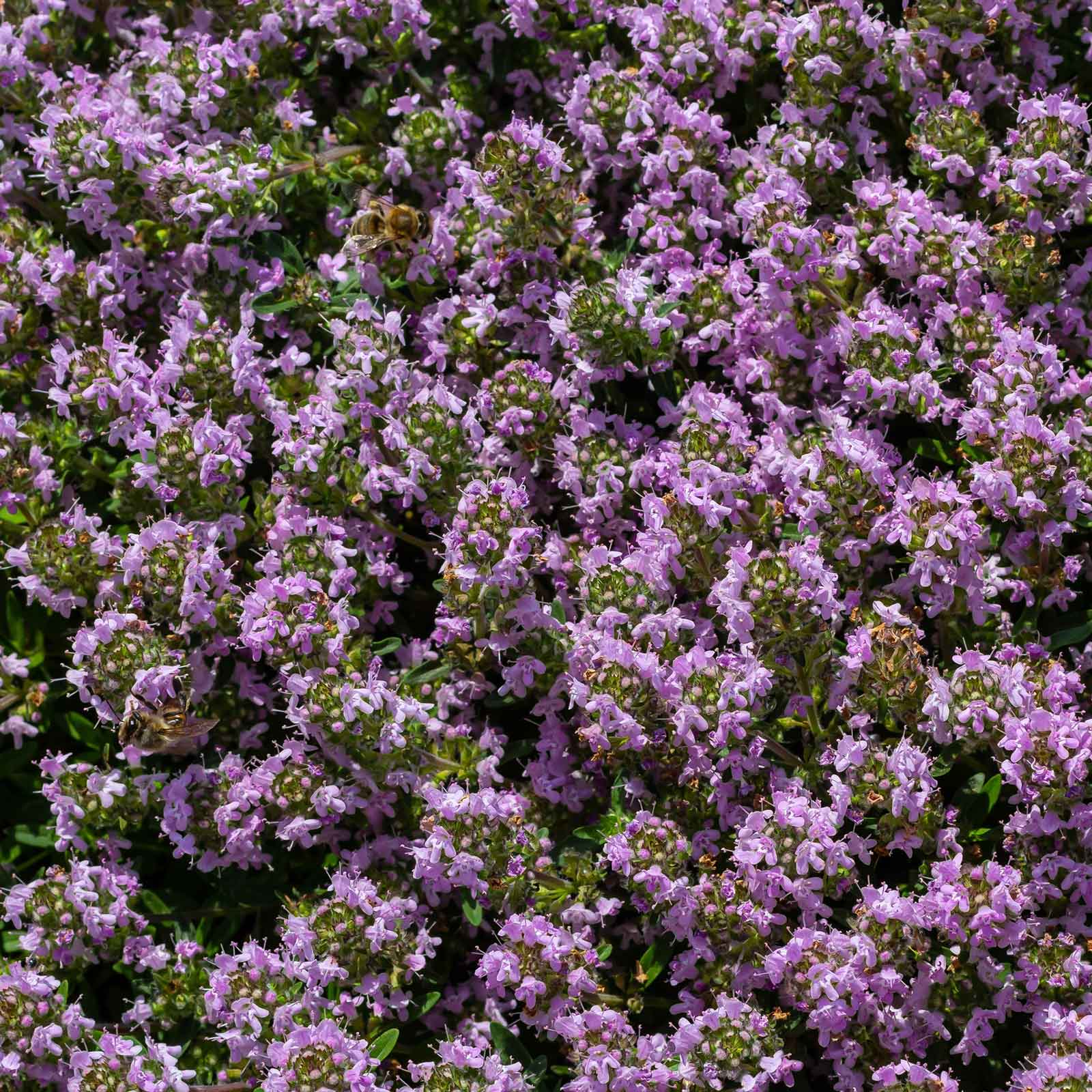 Small purple creeping thyme flowers with green foliage growing over a rocky surface.