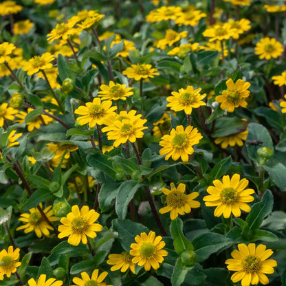A dense patch of yellow creeping zinnia flowers with green leaves and stems, photographed close up from above.