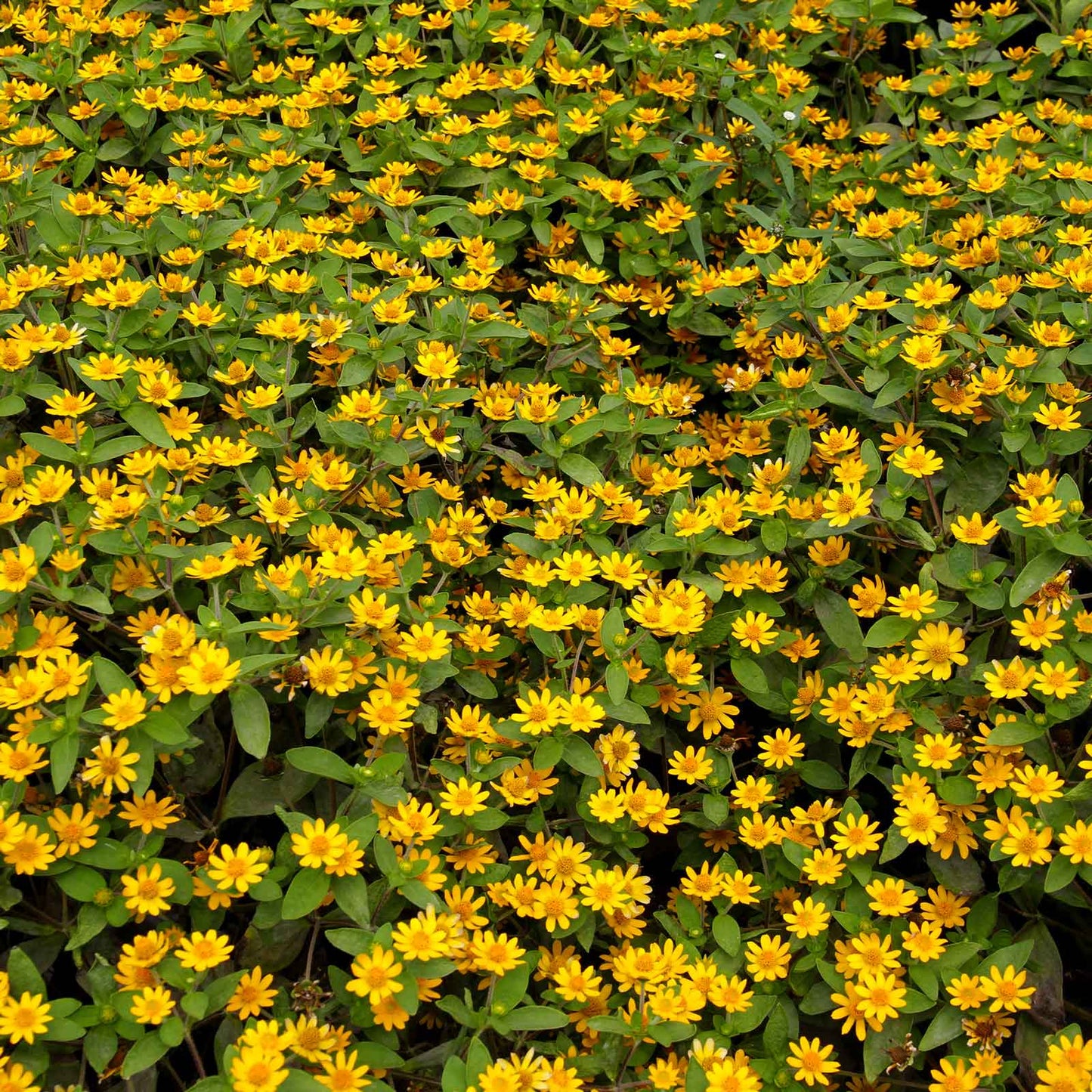 A dense patch of small yellow creeping zinnia flowers with green leaves covering the frame.