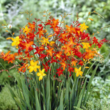 A vibrant field of orange and red crocosmia flowers in full bloom under natural sunlight.