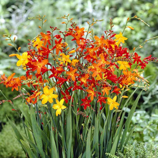 Crocosmia Bulbs - Mix | Spring Flower Bulbs | Eden Brothers