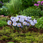 Group of blue marlin crocuses in a garden setting with greenery and other flowers. | copyright: Floramedia UK Ltd