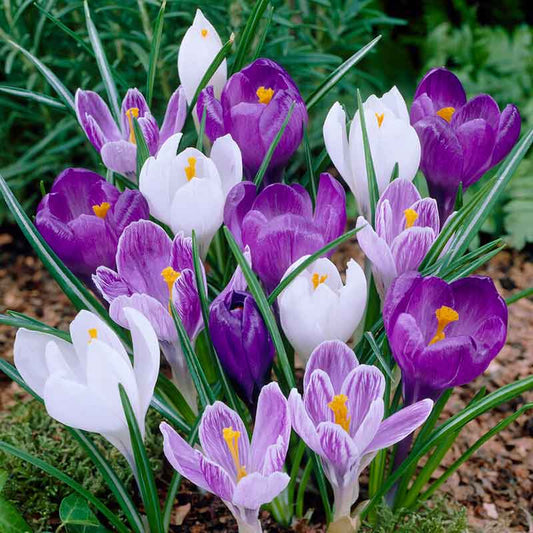 crocus blue moon mix