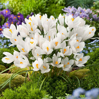A close-up of a white Crocus 'Giant Joan of Arc' flower with yellow and orange stamens. | copyright: Floramedia UK Ltd
