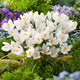 Crocus Bulbs (Large Flowering) - Giant Joan of Arc