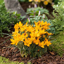 A close-up of a vibrant orange Crocus 'Orange Monarch' flower blooming in sunlight. | copyright: Floramedia UK Ltd