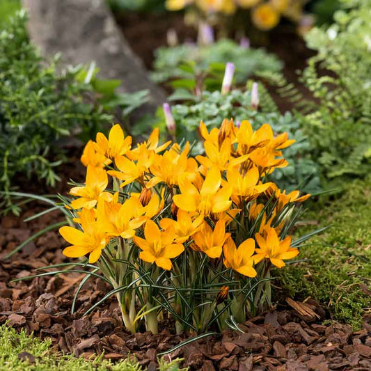 crocus orange monarch | copyright: Floramedia UK Ltd