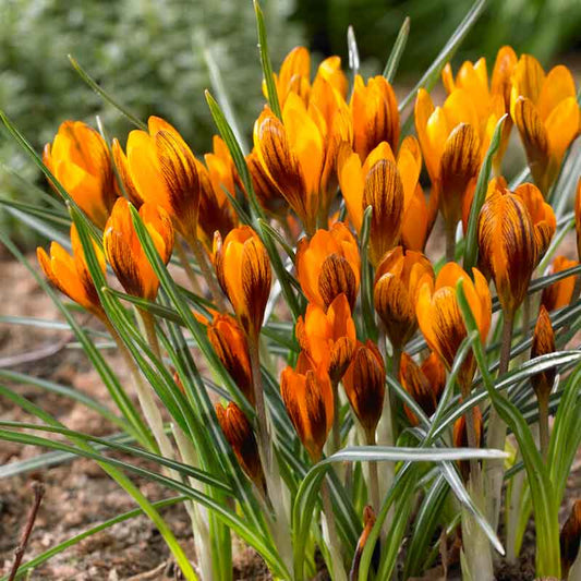 crocus orange monarch