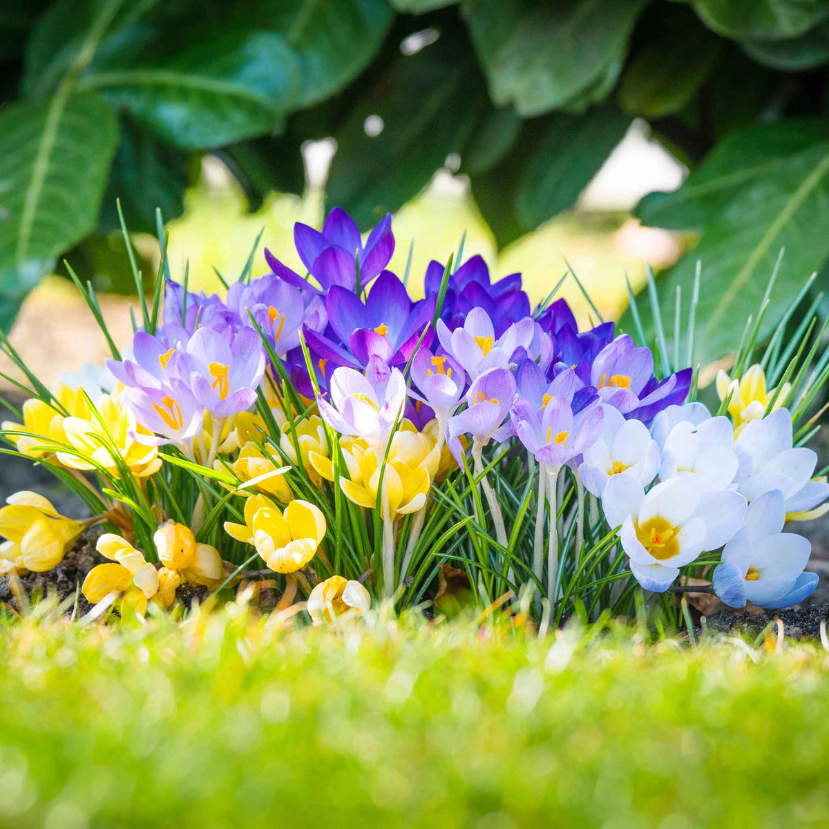 Crocus Bukbs Crocus Bulbs - Rainbow Mix | Buy Crocus Bulbs in Bulk at Eden Brothers