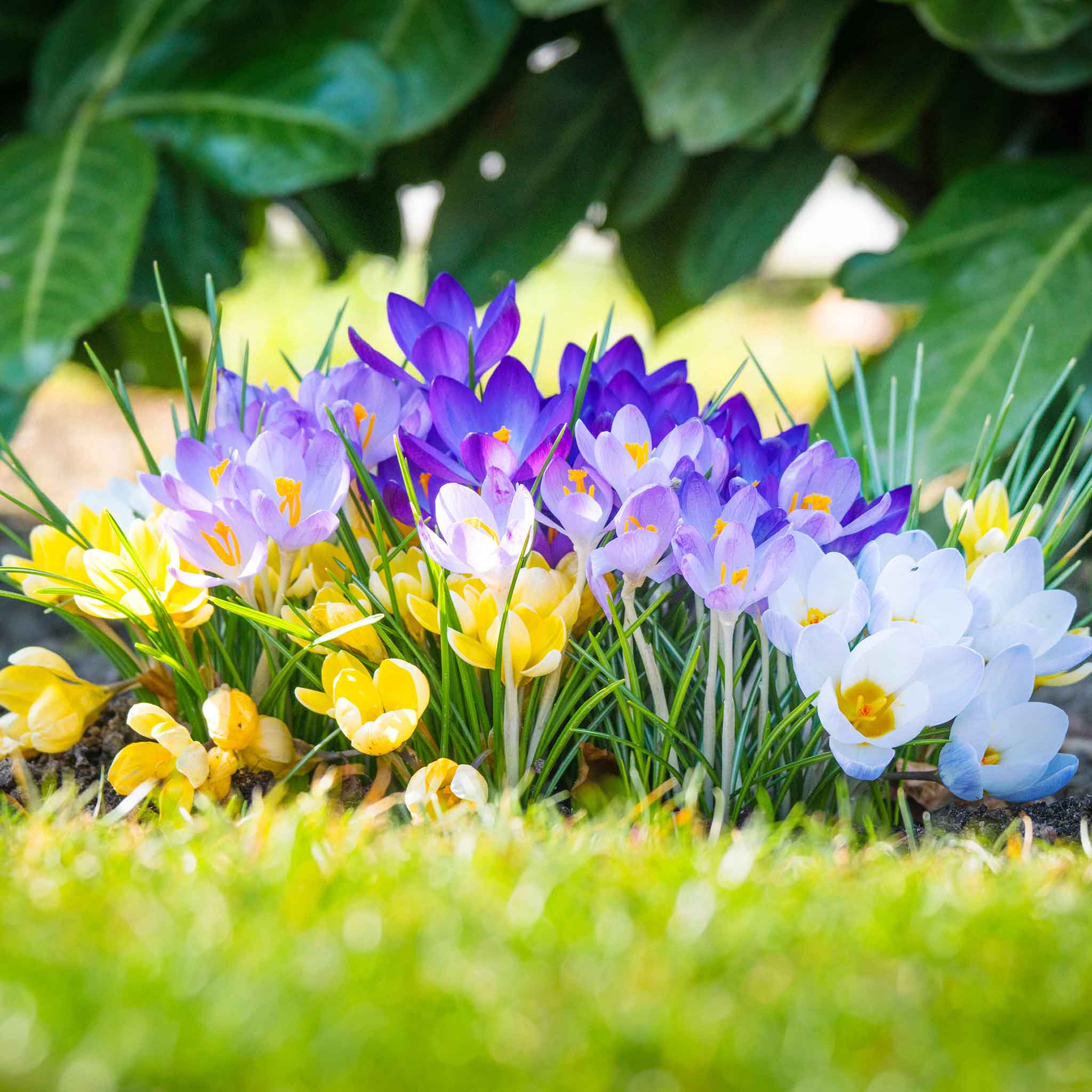 Crocus Bulbs - Rainbow Mix