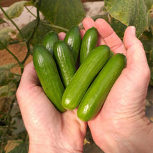 Two hands holding small Mini Me Cucumbers with smooth skin in a garden setting.
