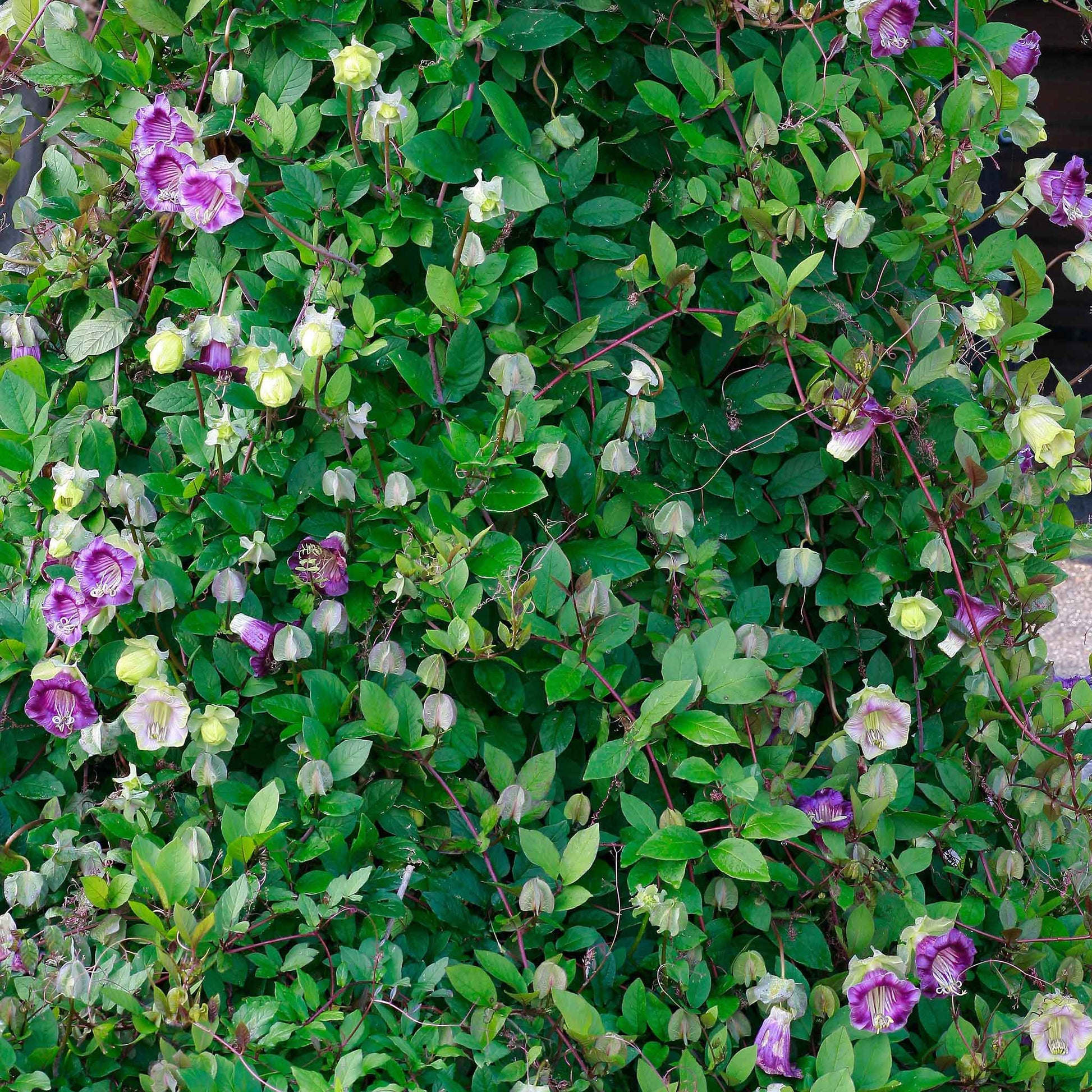 Purple cup and saucer vine flower over a low green ground cover background.