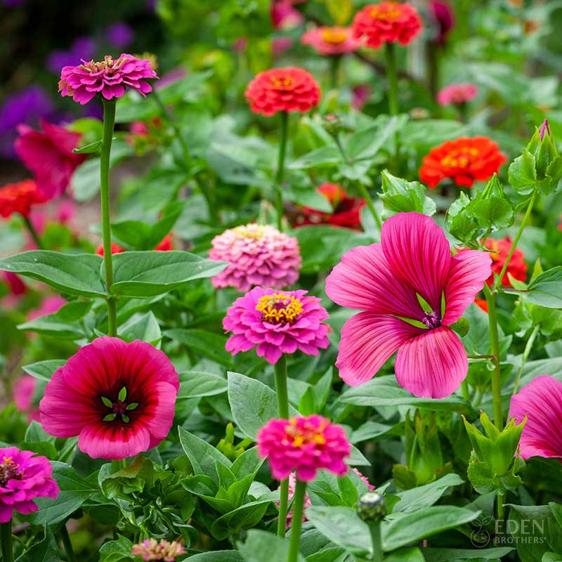 cupid flower mix