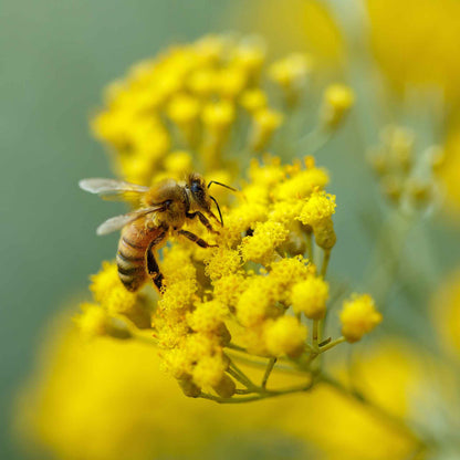 A close-up of a bee atop a vibrant green curry plant with small yellow flower clusters.