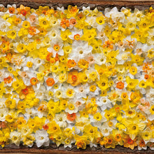 A wall of All Star Mix Daffodils with orange, yellow, and white blooms.