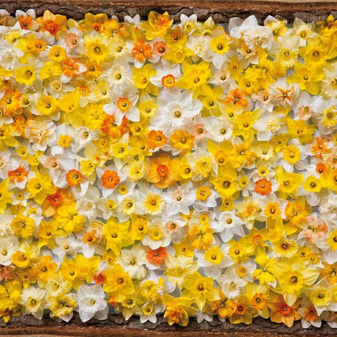 daffodil all star mix