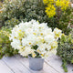 Daffodil Bulbs - All White Mix