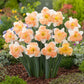 daffodil apple pie | copyright: Floramedia UK Ltd