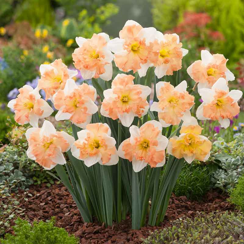 Vibrant Apple Pie daffodils with orange trumpets stands against a blurry green background. | copyright: Floramedia UK Ltd