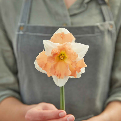 A single Apple Pie daffodil bloom showing the white and orange colors.