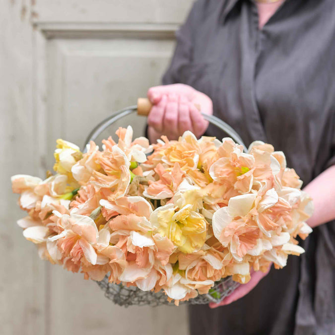 daffodil apricot whirl