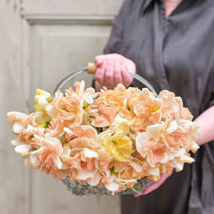 A bouquet of Apricot Whirl daffodils arranged in a basket.