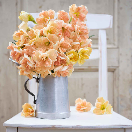 Apricot Whirl Daffodil Bulbs Buy Daffodil Bulbs in Bulk at