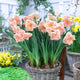 Daffodil Bulbs (Butterfly) - Apricot Whirl