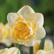 A close-up of an Art Design daffodil with a deep yellow trumpet, set against a blurred green background.