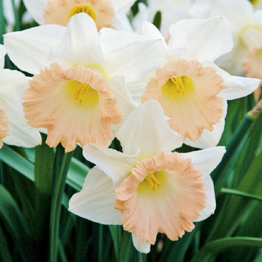 daffodil british gamble
