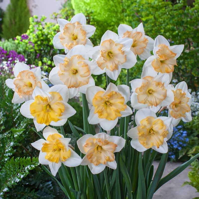 Bouquet of white and orange changing color daffodils with a blurred green garden background | copyright: Floramedia UK Ltd