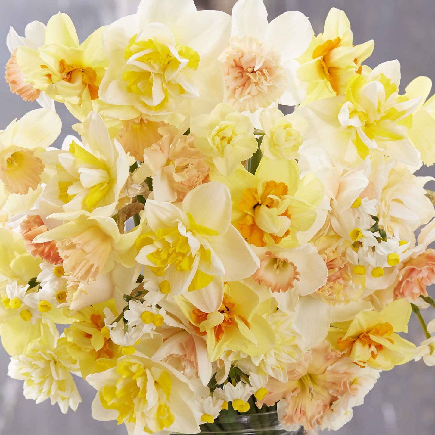 daffodil citrus mix