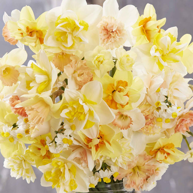 daffodil citrus mix