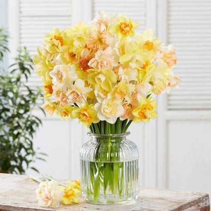 A close-up of Citrus Sorbet Mix daffodil flowers with orange centers, blooming in a glass vase.
