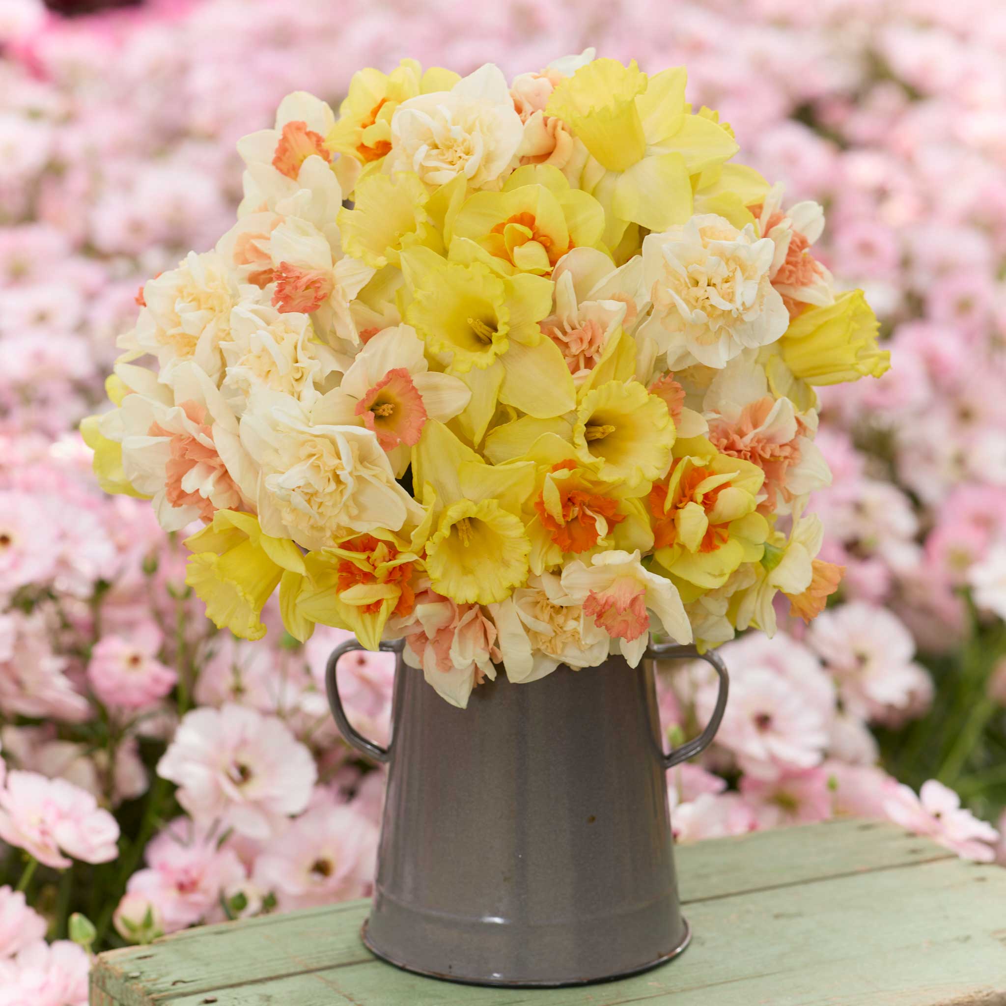 A bouquet of yellow and white citrus sorbet daffodil flowers with a blurred background