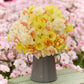 A bouquet of yellow and white citrus sorbet daffodil flowers with a blurred background