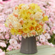 Daffodil Bulbs - Citrus Sorbet Mix