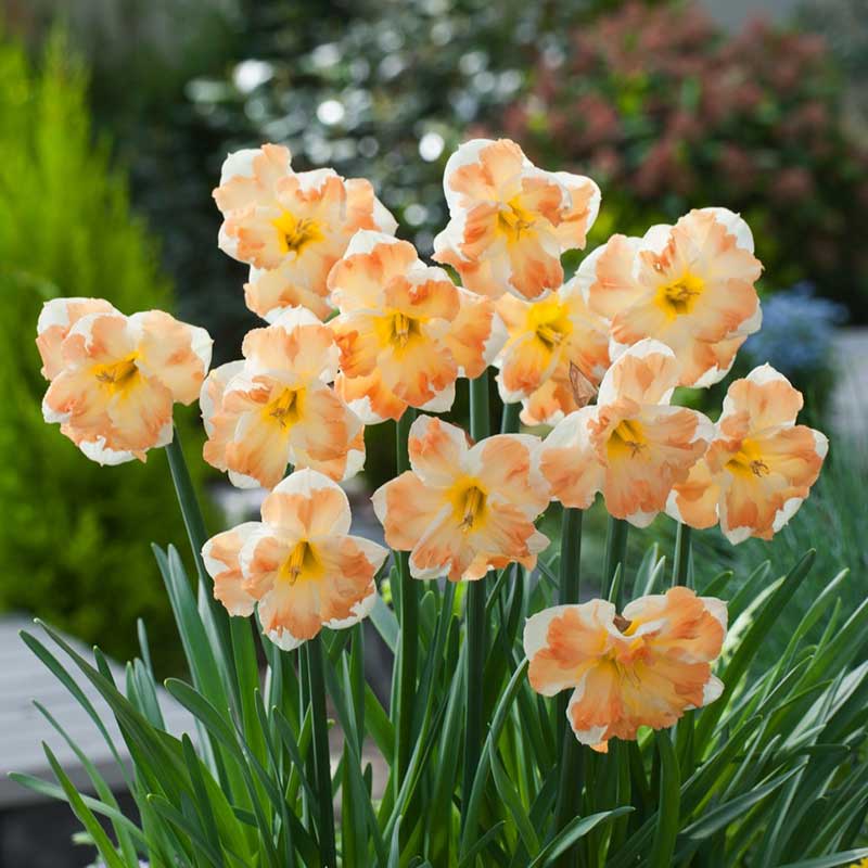 Bouquet of orange-colored cum laude daffodil flowers with green leaves in a garden setting | copyright: Floramedia UK Ltd